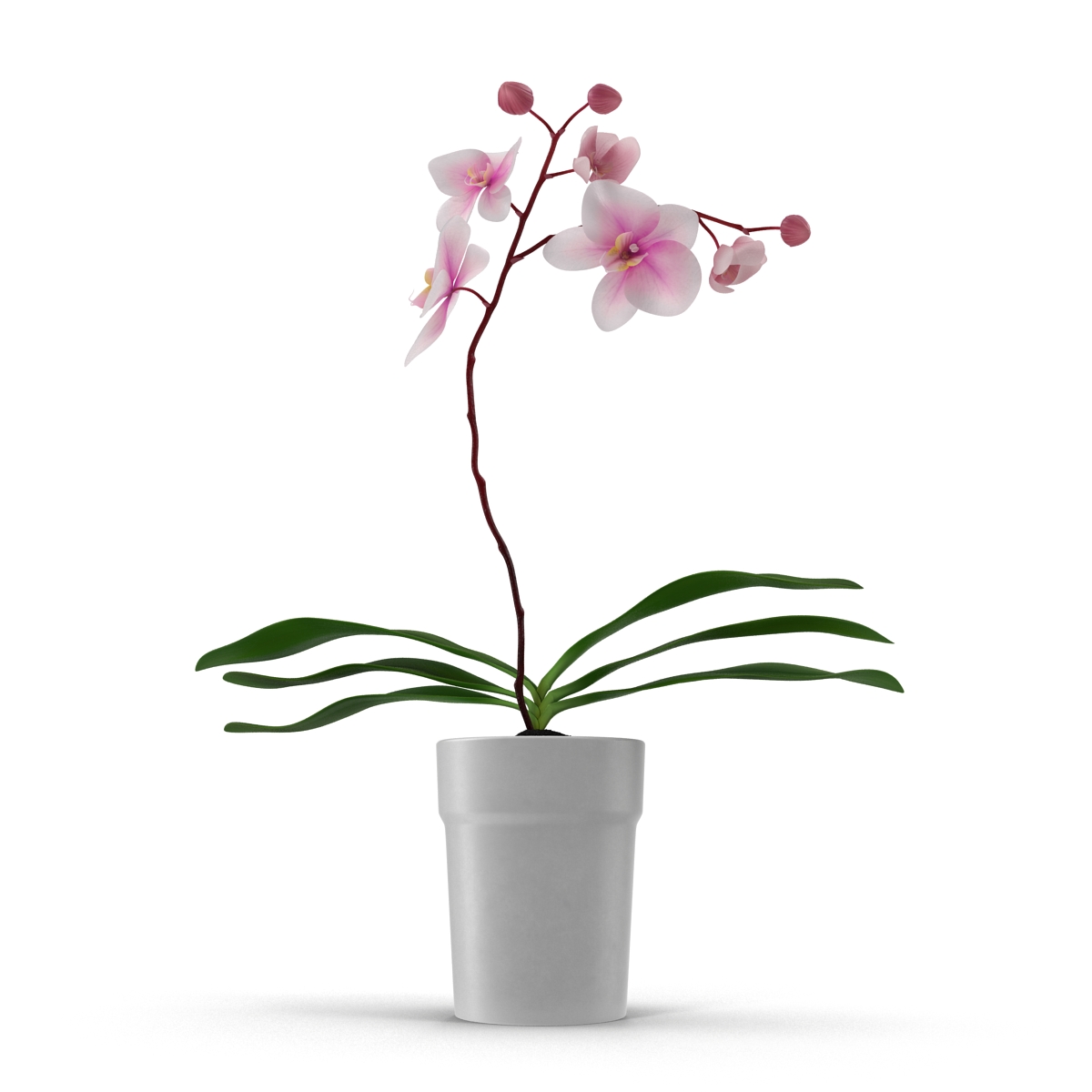 3D Orchid in Pot model