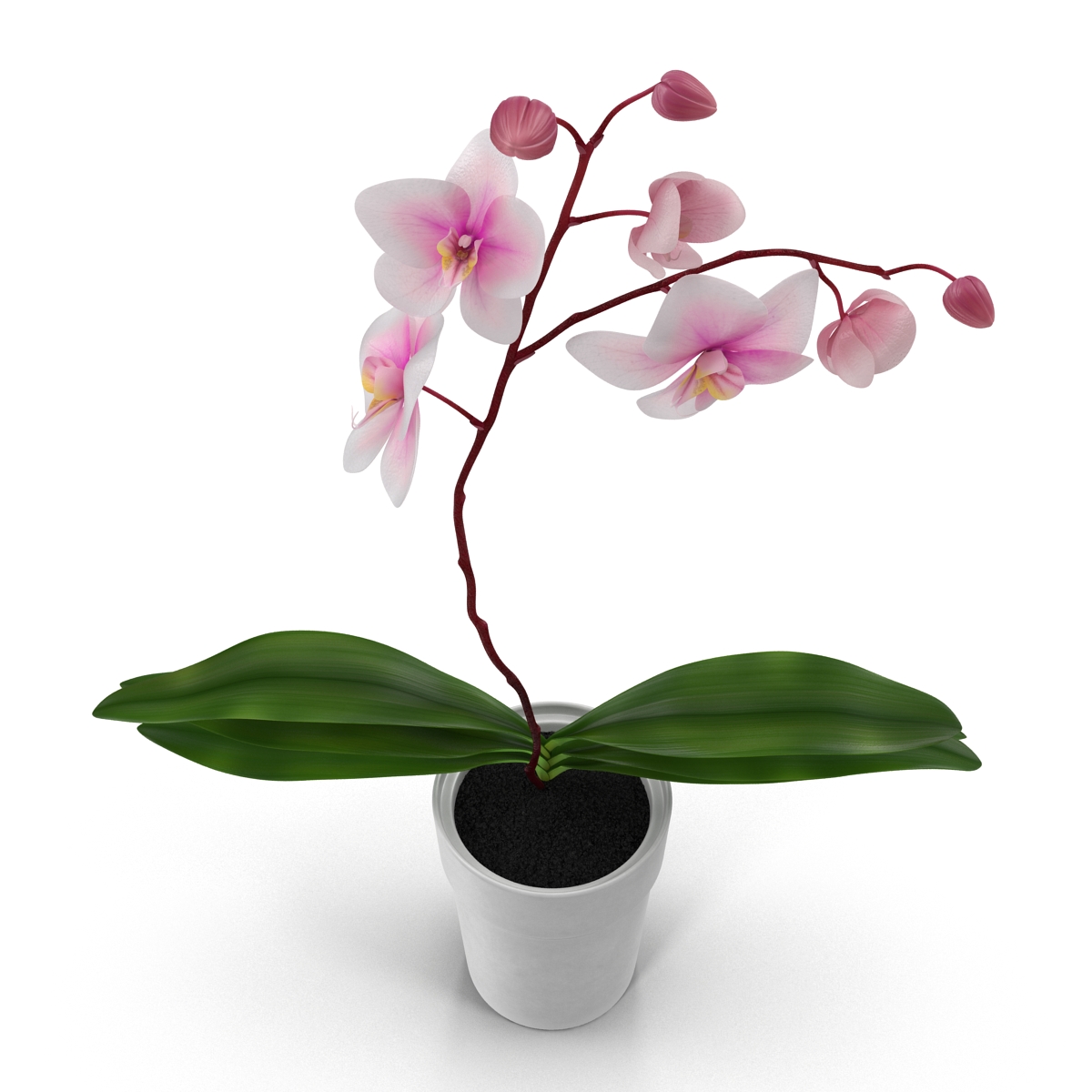 3D Orchid in Pot model