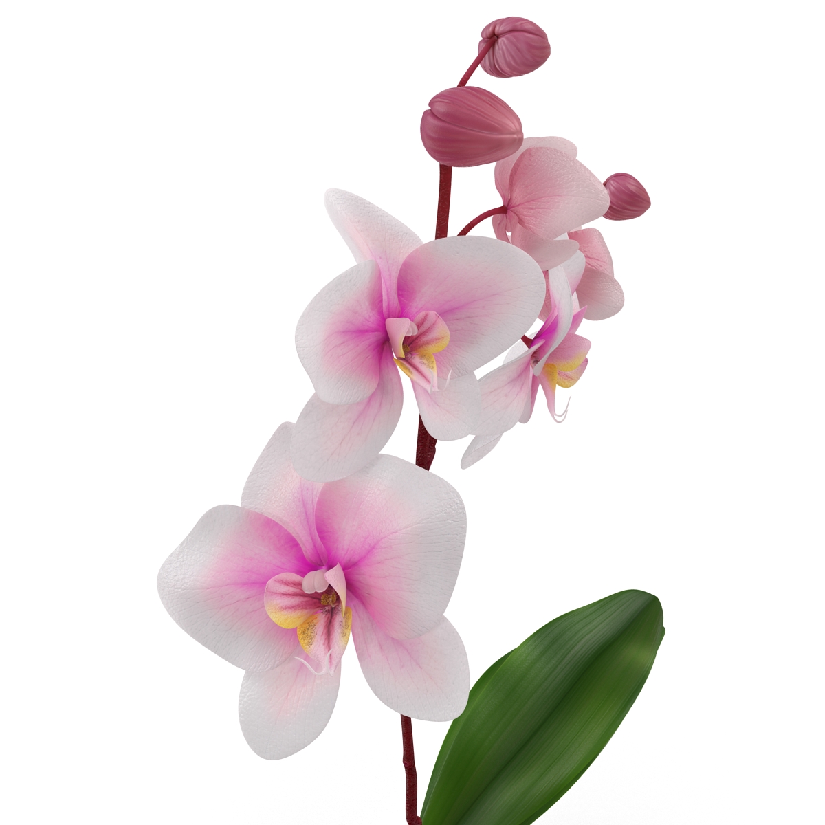 3D Orchid in Pot model