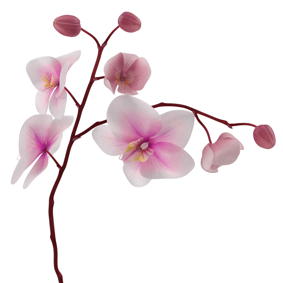 3D Orchid in Pot model