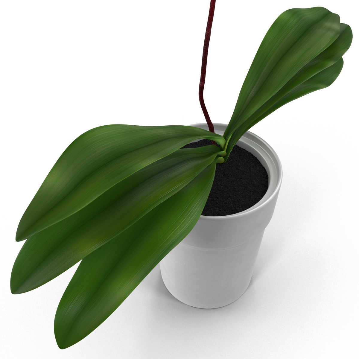 3D Orchid in Pot model