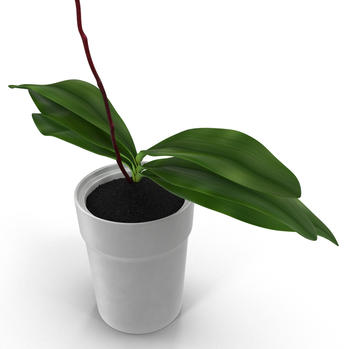 3D Orchid in Pot model