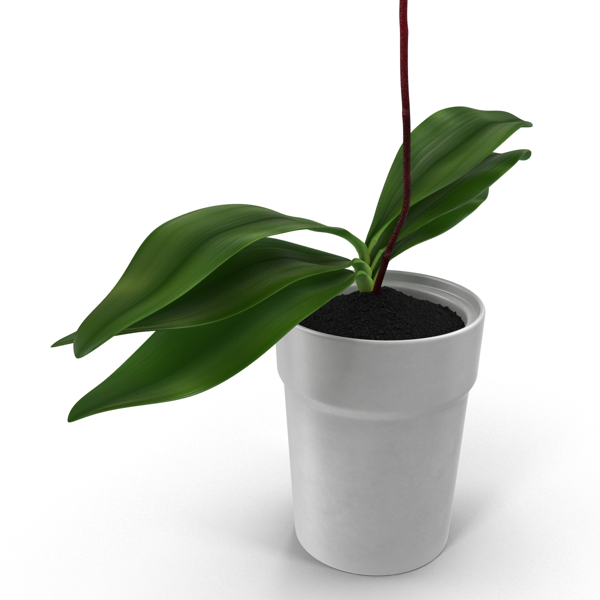 3D Orchid in Pot model