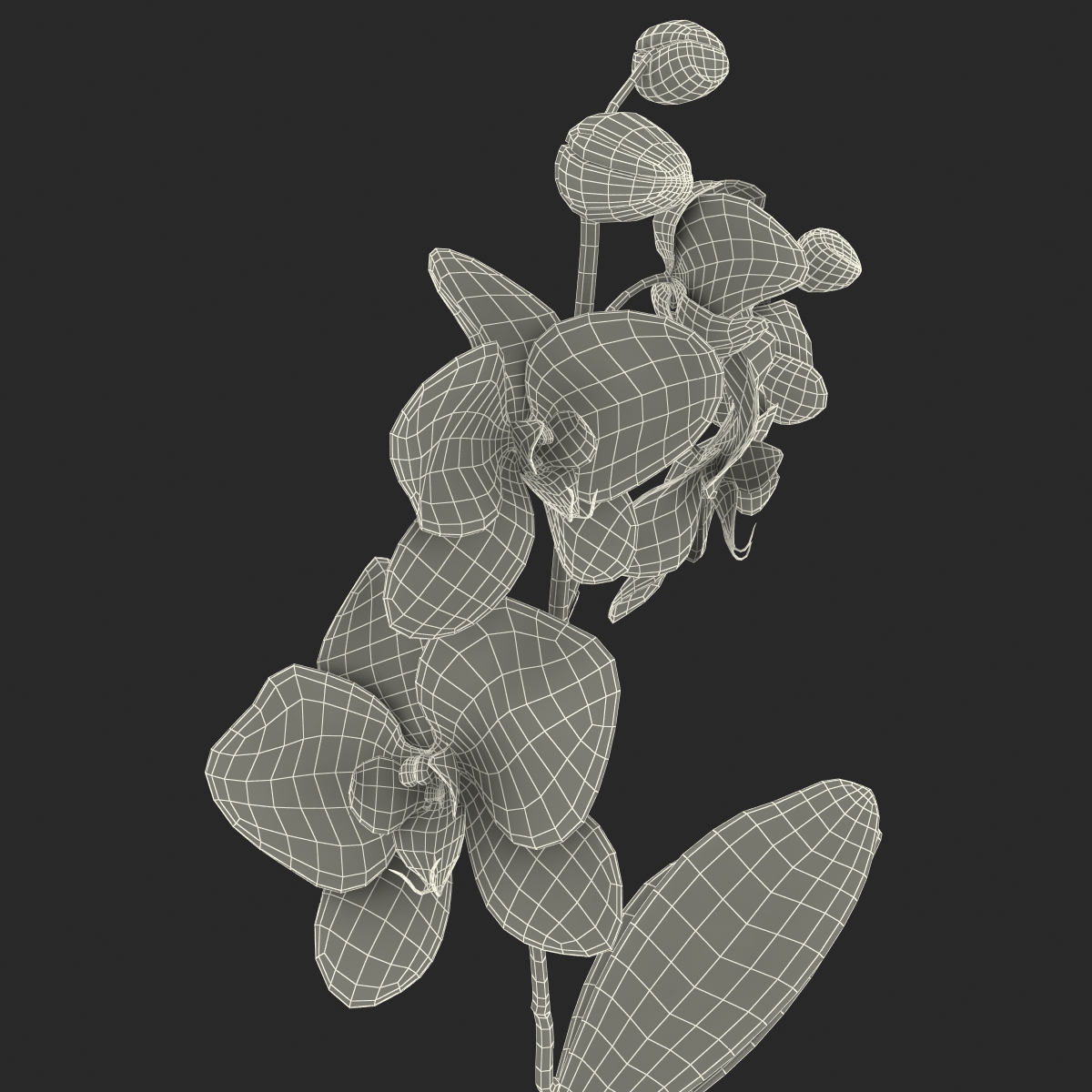 3D Orchid in Pot model