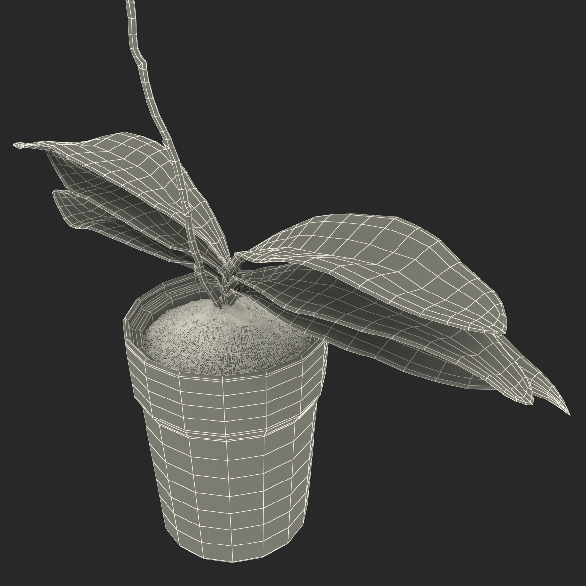 3D Orchid in Pot model