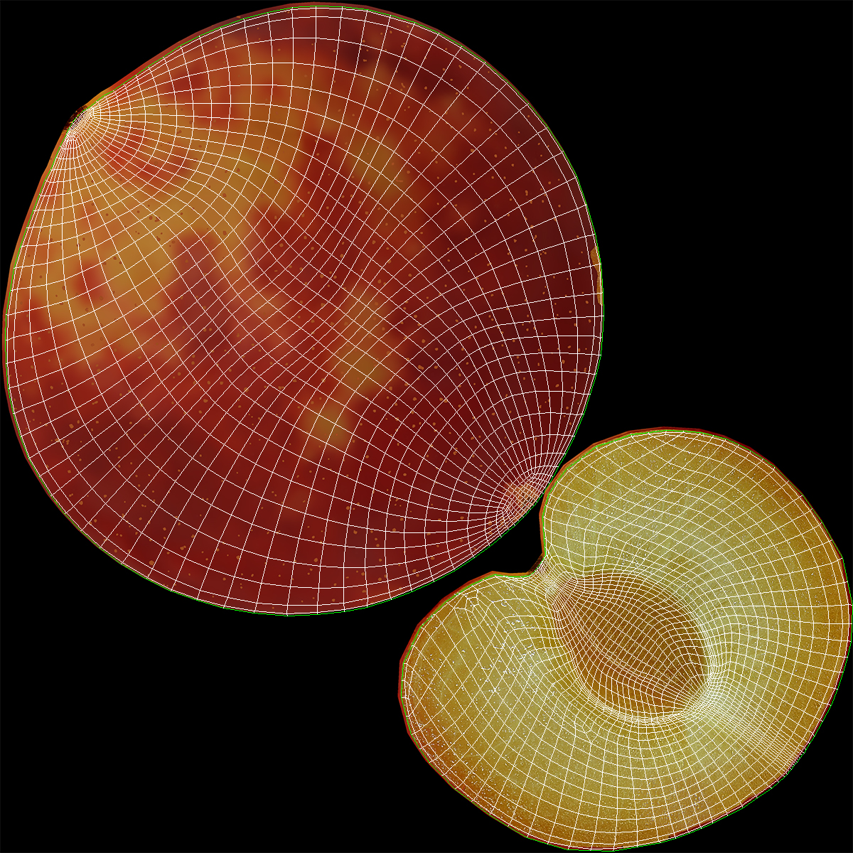 3D model Plum Cross Section 2