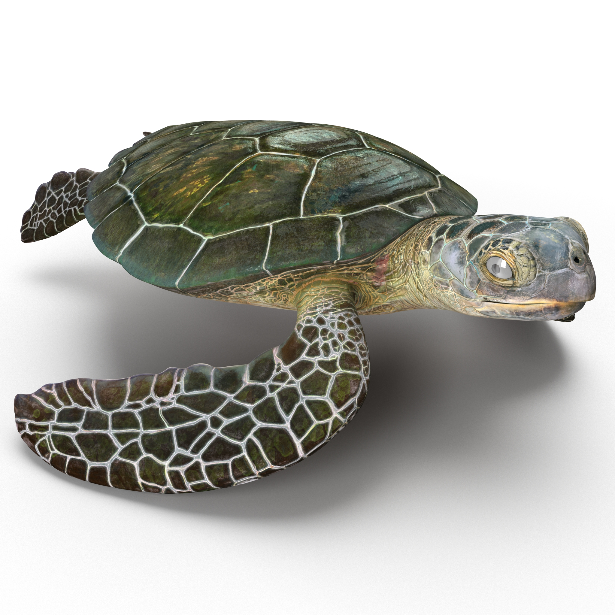 Sea Turtle Pose 2 3D