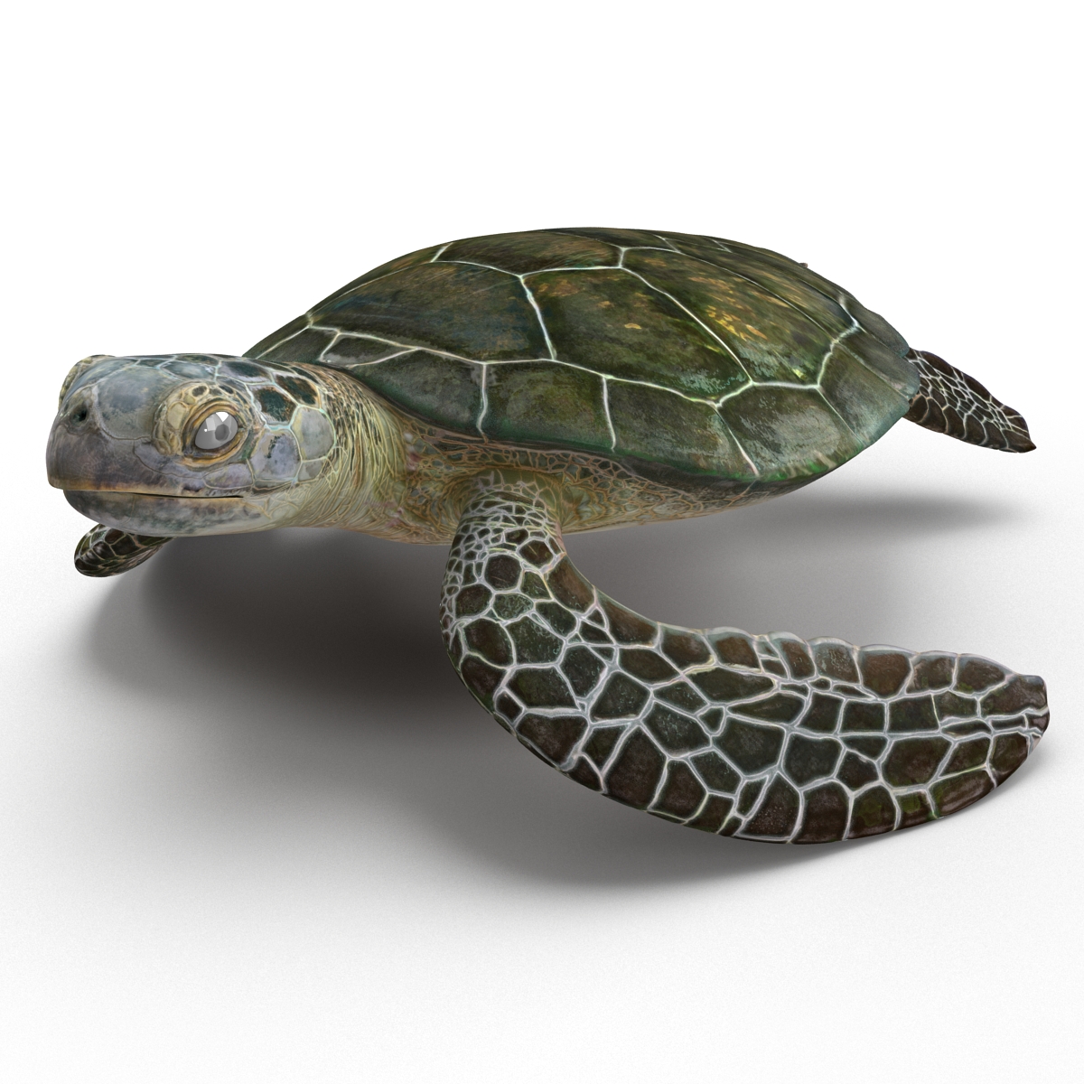 Sea Turtle Pose 2 3D