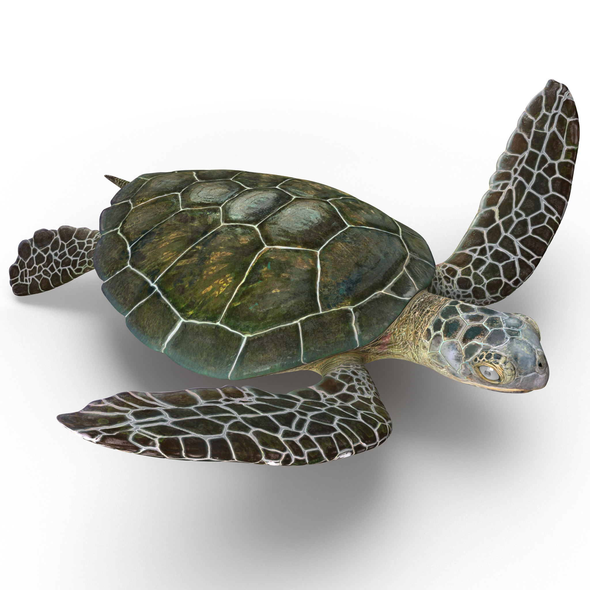 Sea Turtle Pose 3 3D