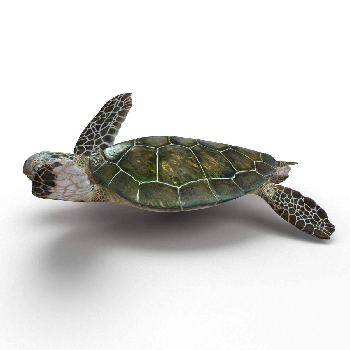 Sea Turtle Pose 3 3D