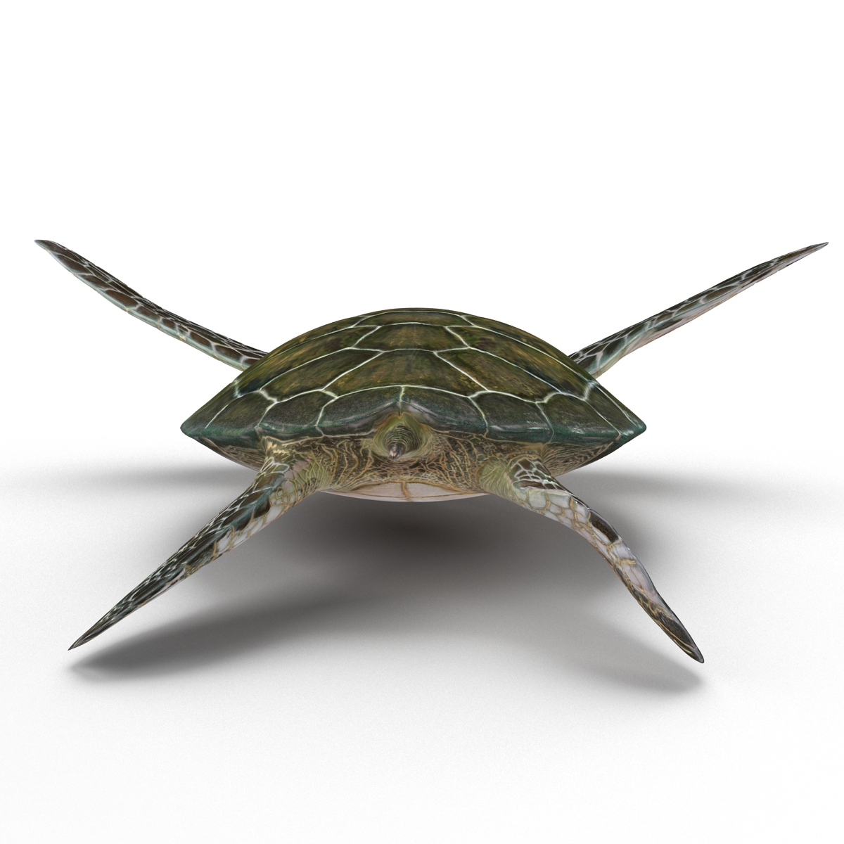 Sea Turtle Pose 3 3D