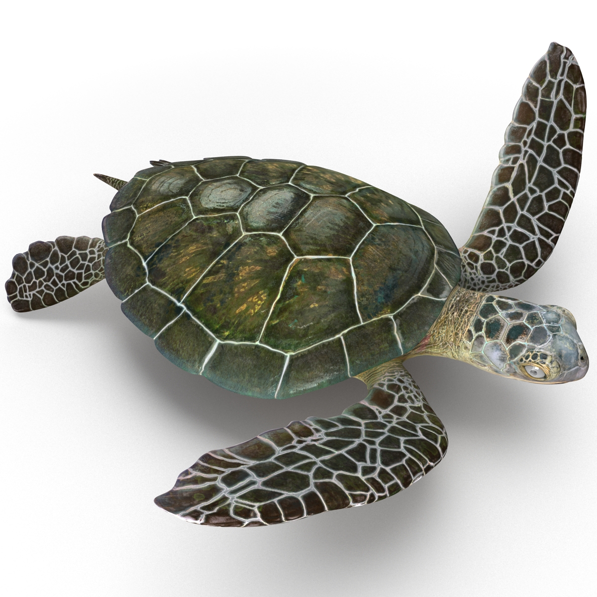 Sea Turtle Pose 3 3D