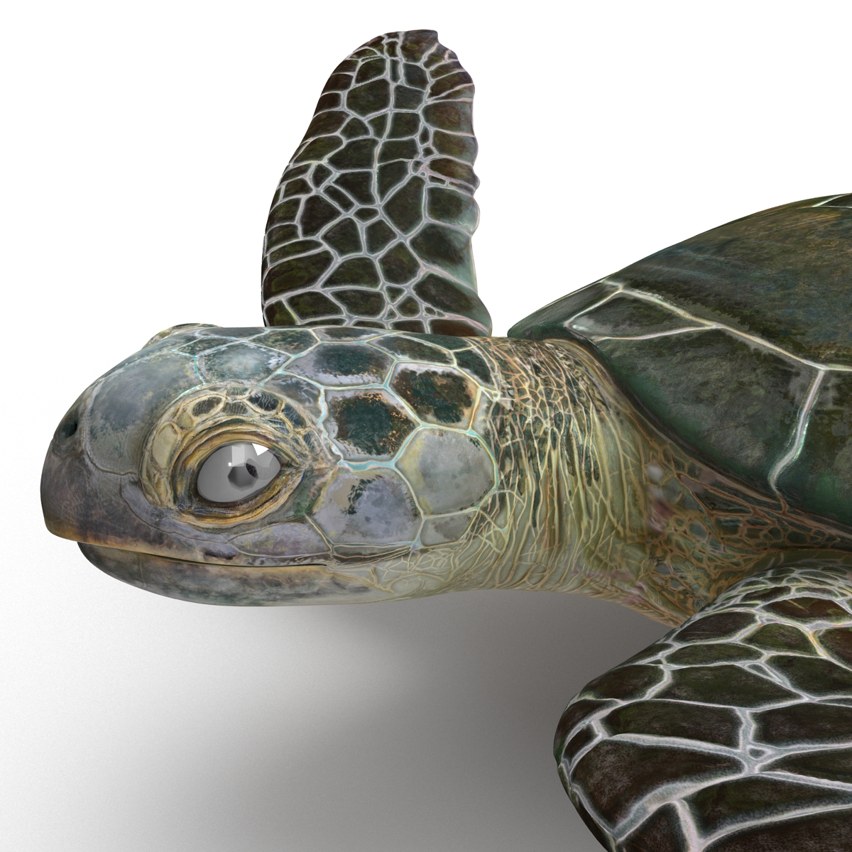 Sea Turtle Pose 3 3D