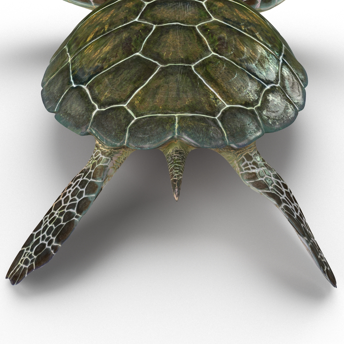 Sea Turtle Pose 3 3D