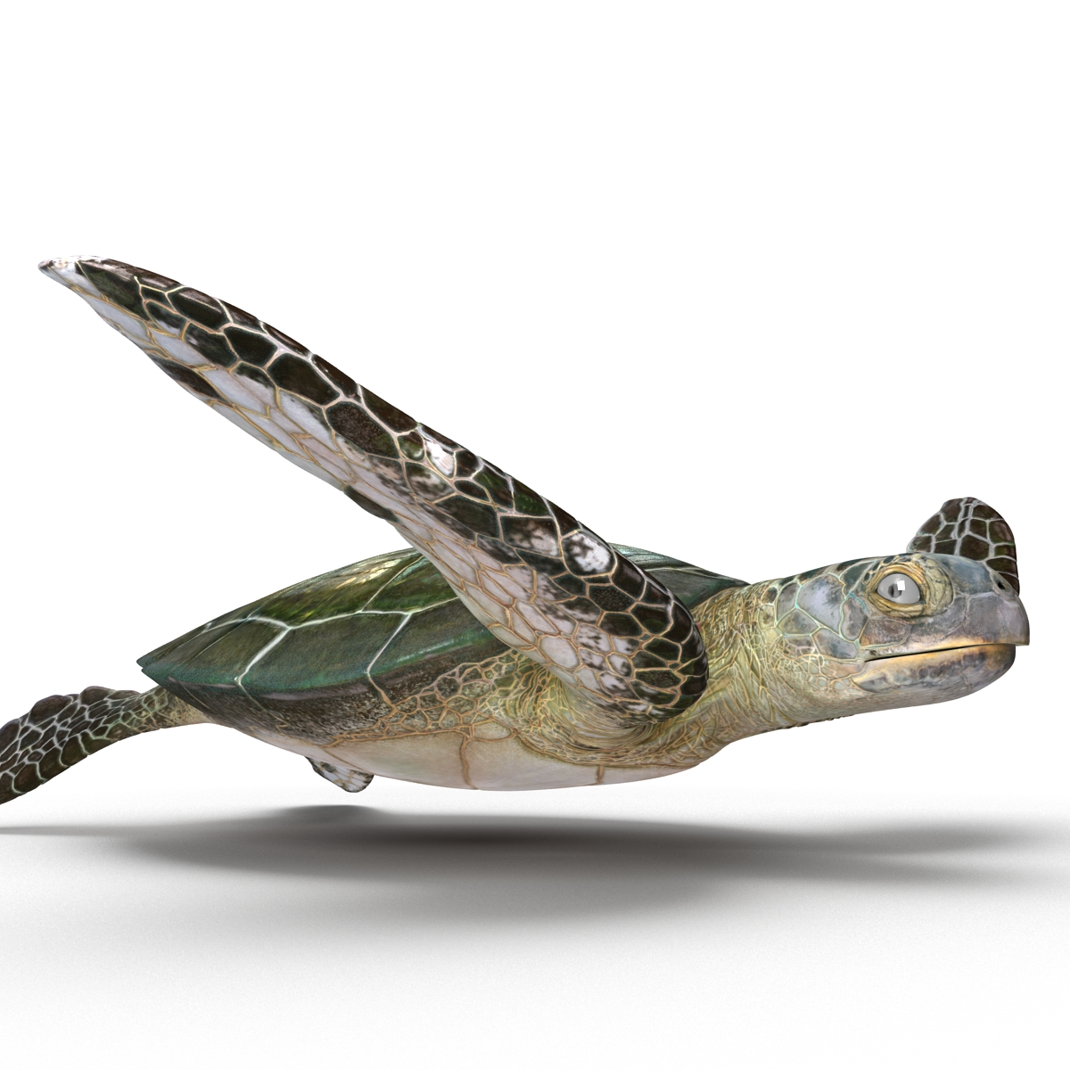 Sea Turtle Pose 3 3D