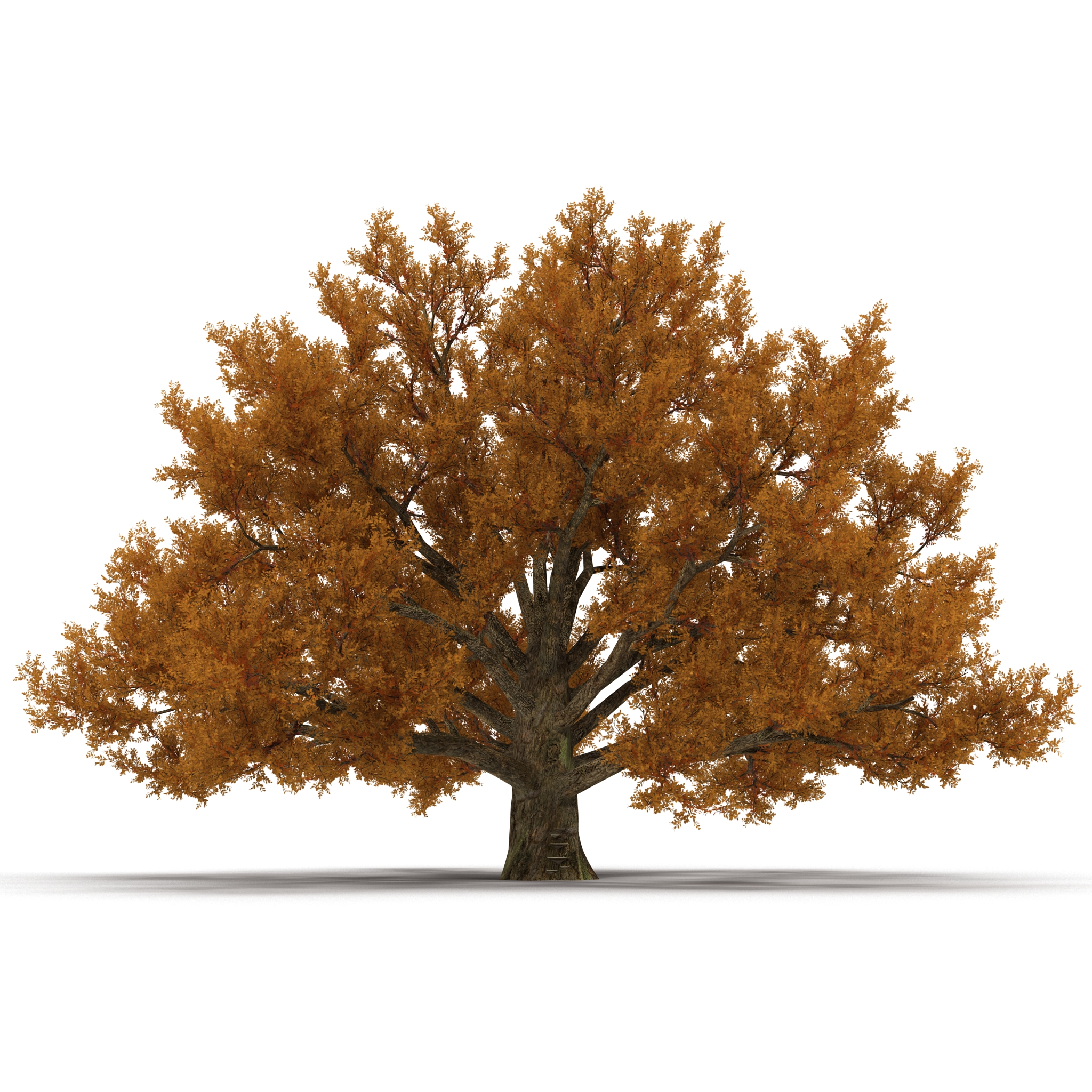 3D model Old White Oak Autumn