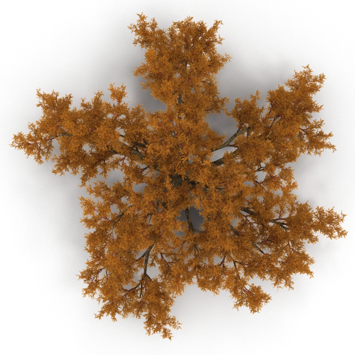 3D model Old White Oak Autumn