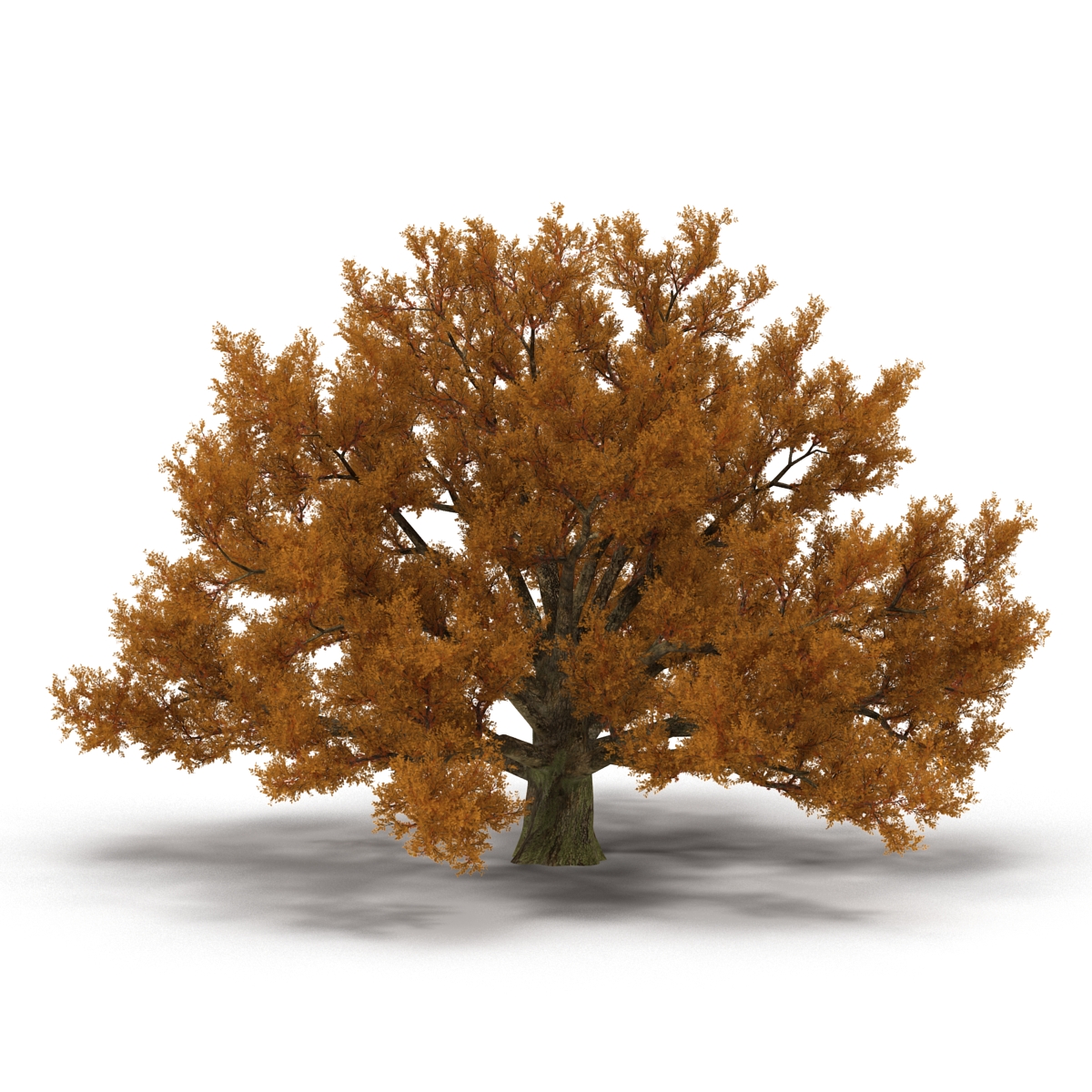 3D model Old White Oak Autumn