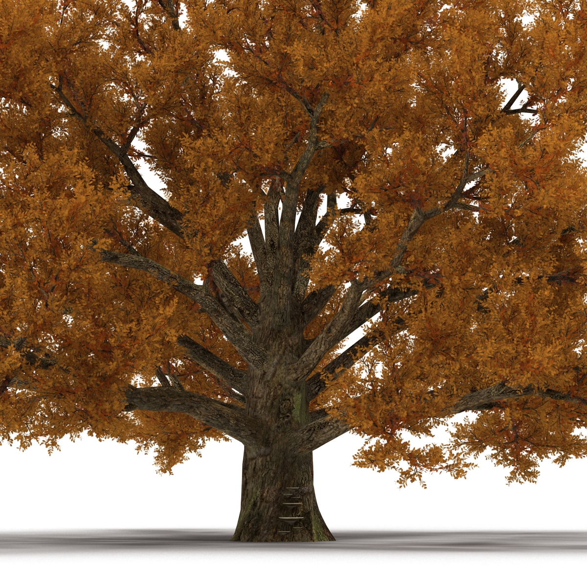 3D model Old White Oak Autumn