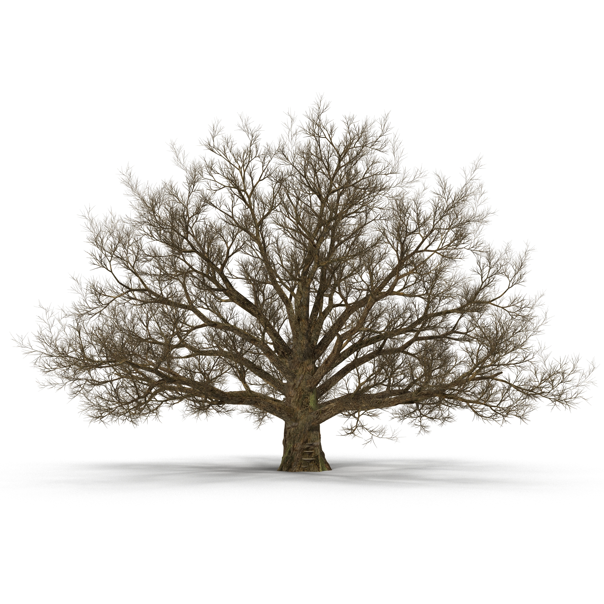 3D model Old White Oak Winter