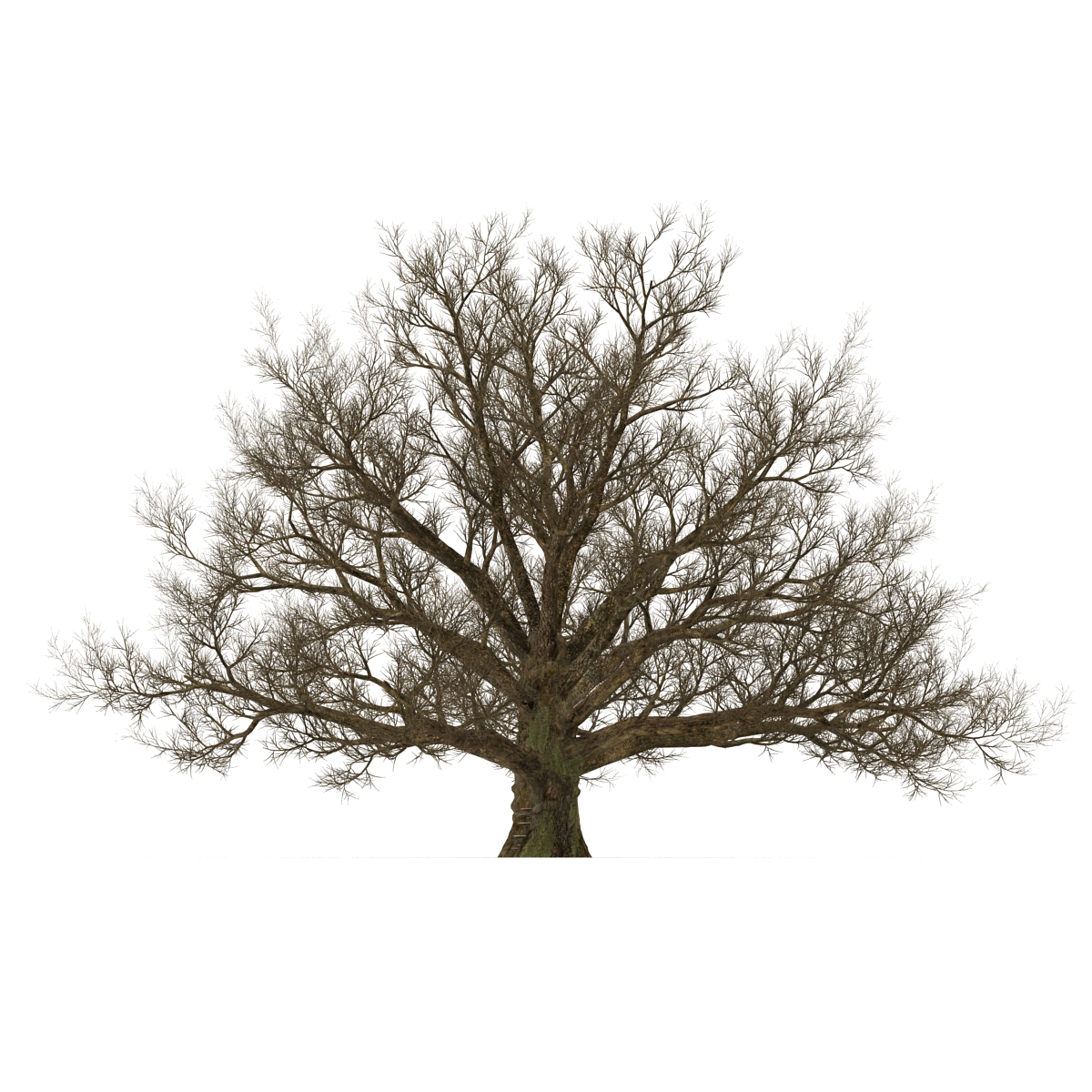 3D model Old White Oak Winter