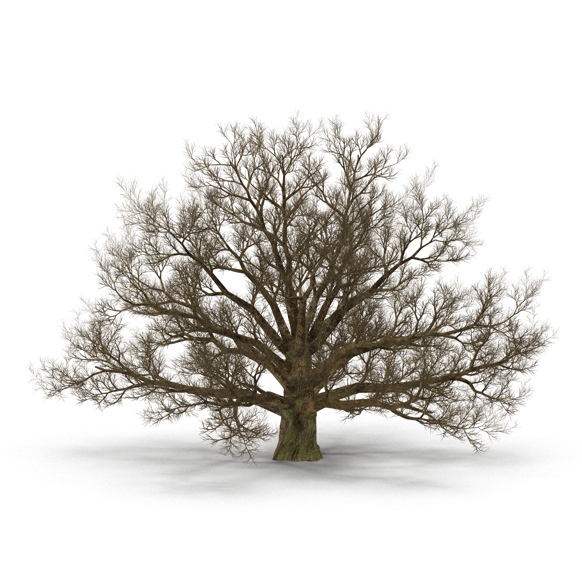 3D model Old White Oak Winter