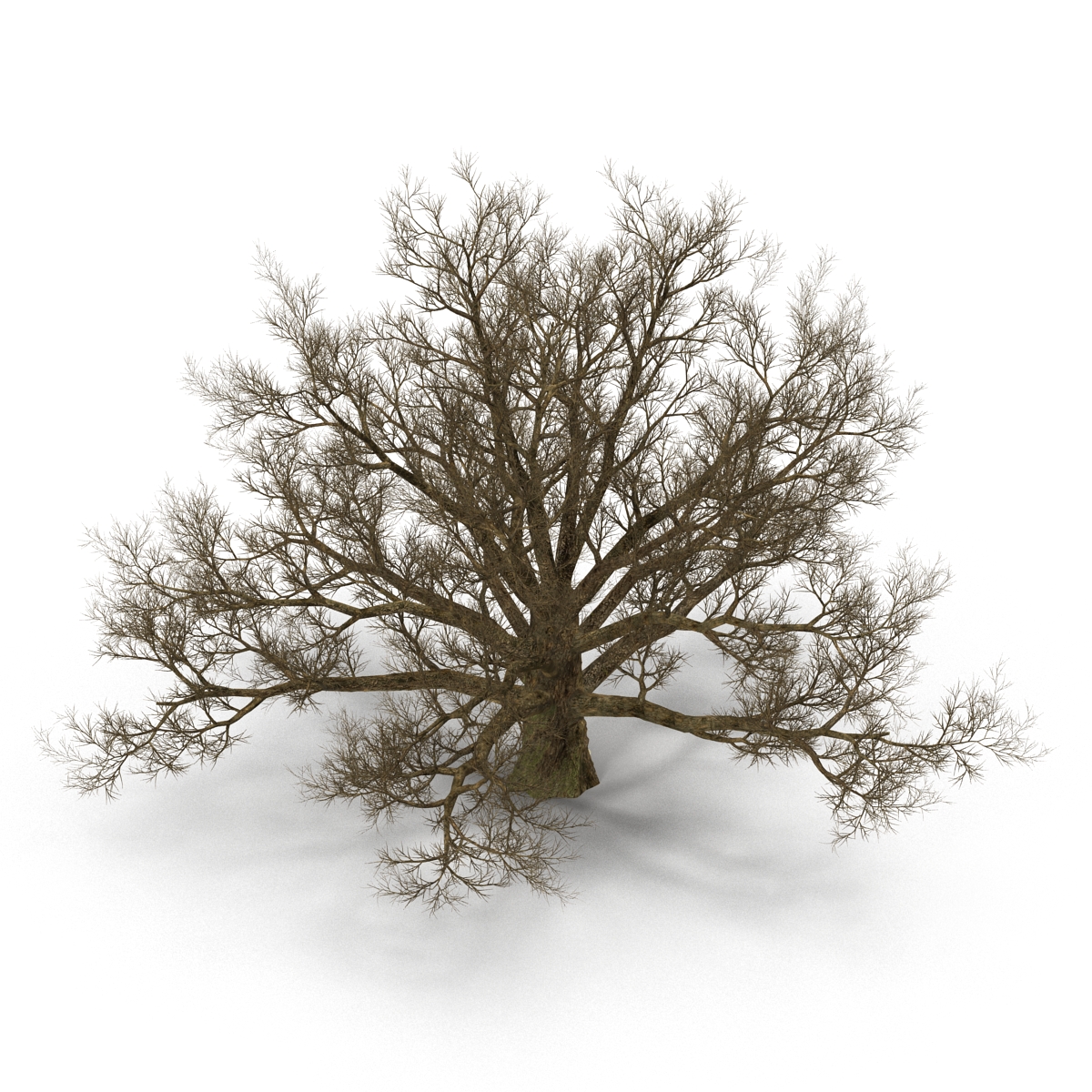 3D model Old White Oak Winter