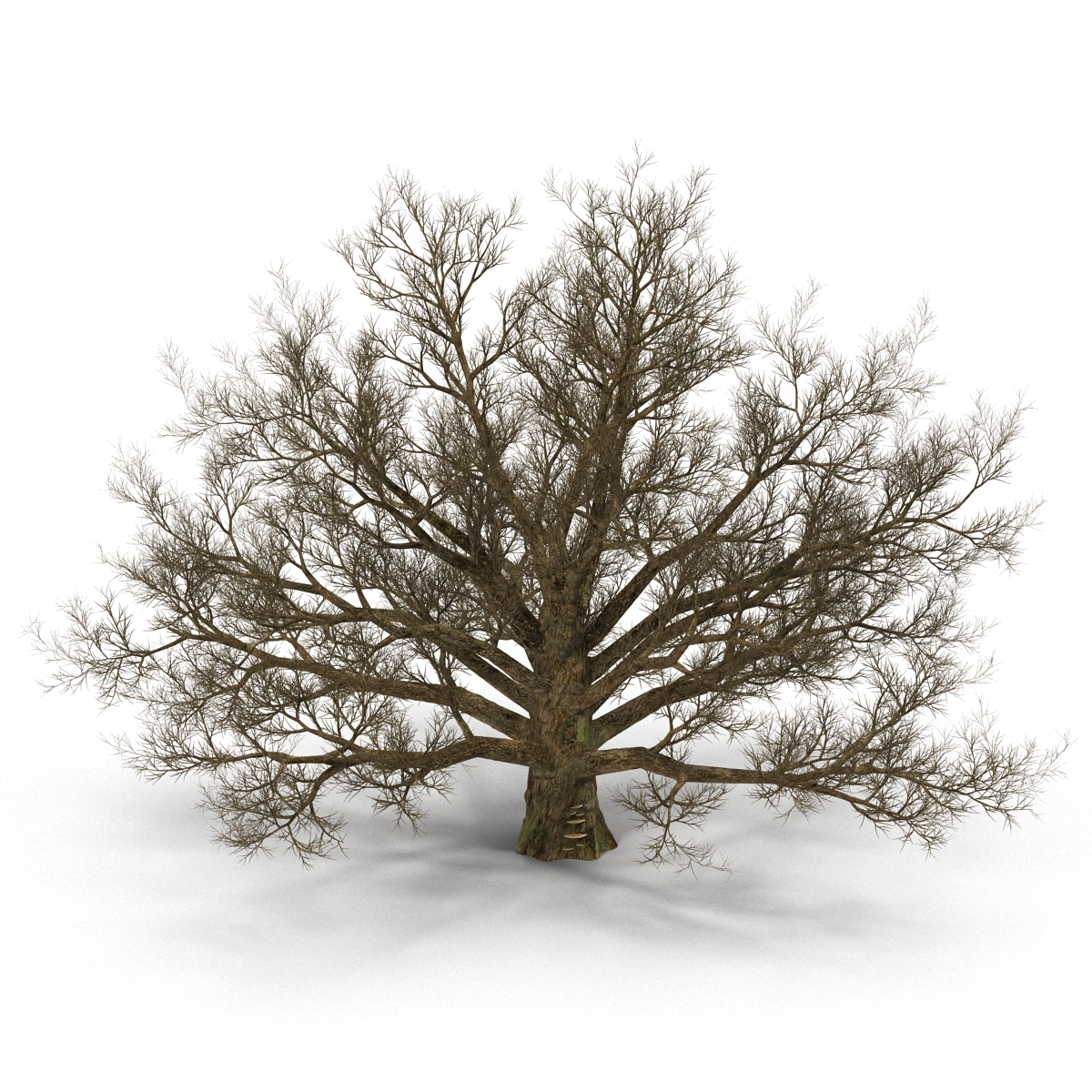 3D model Old White Oak Winter