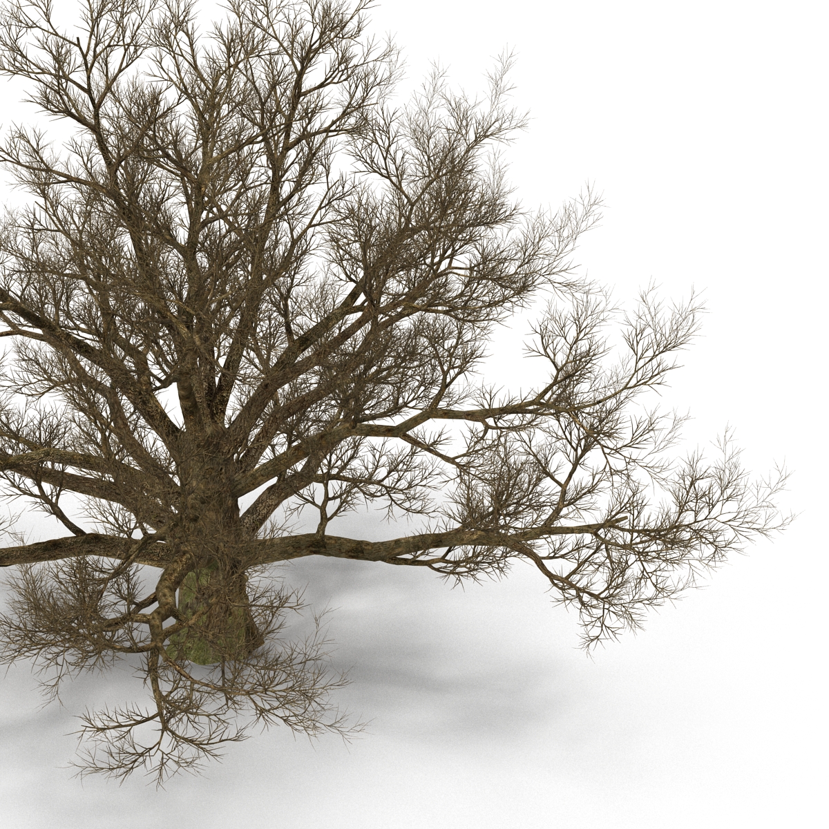 3D model Old White Oak Winter