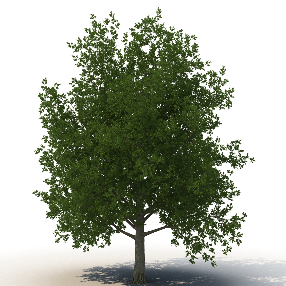 3D Red Maple Tree Summer