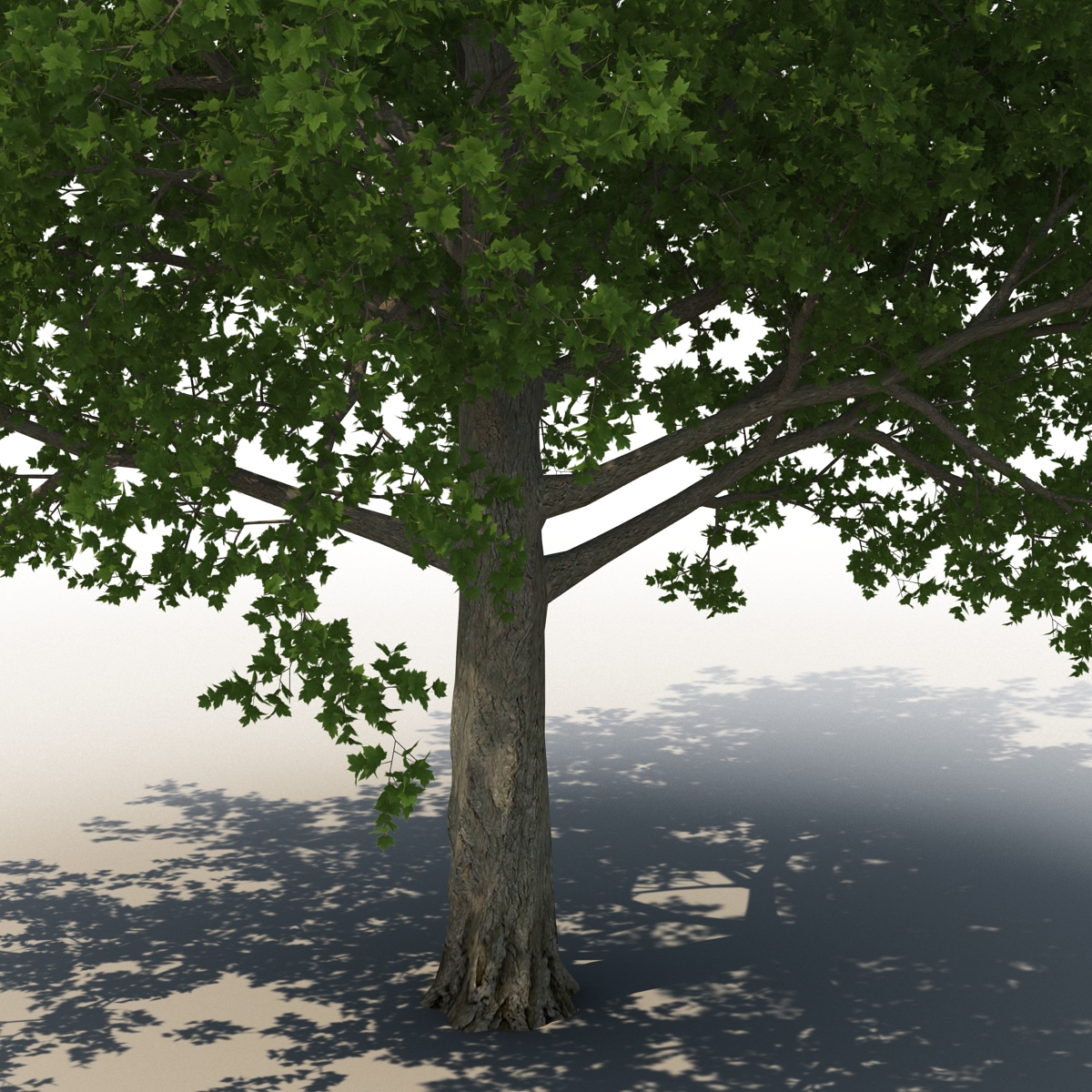 3D Red Maple Tree Summer