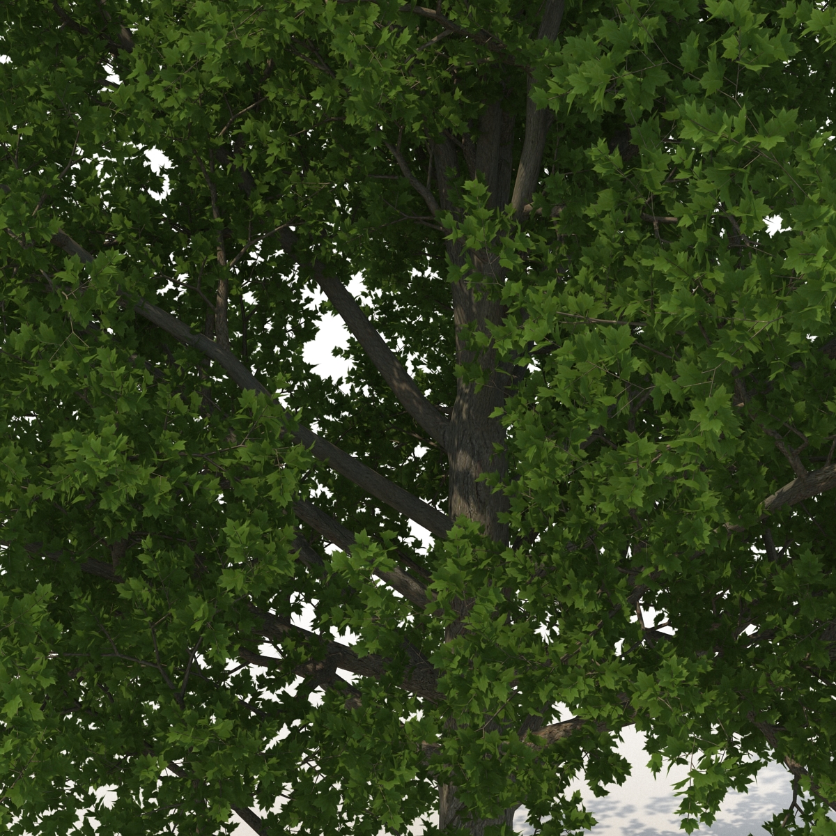 3D Red Maple Tree Summer