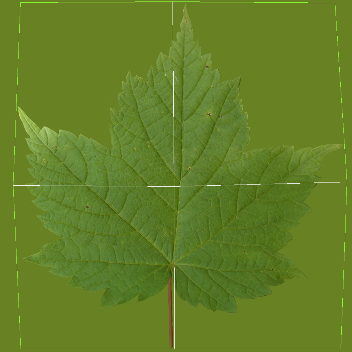 3D Red Maple Tree Summer