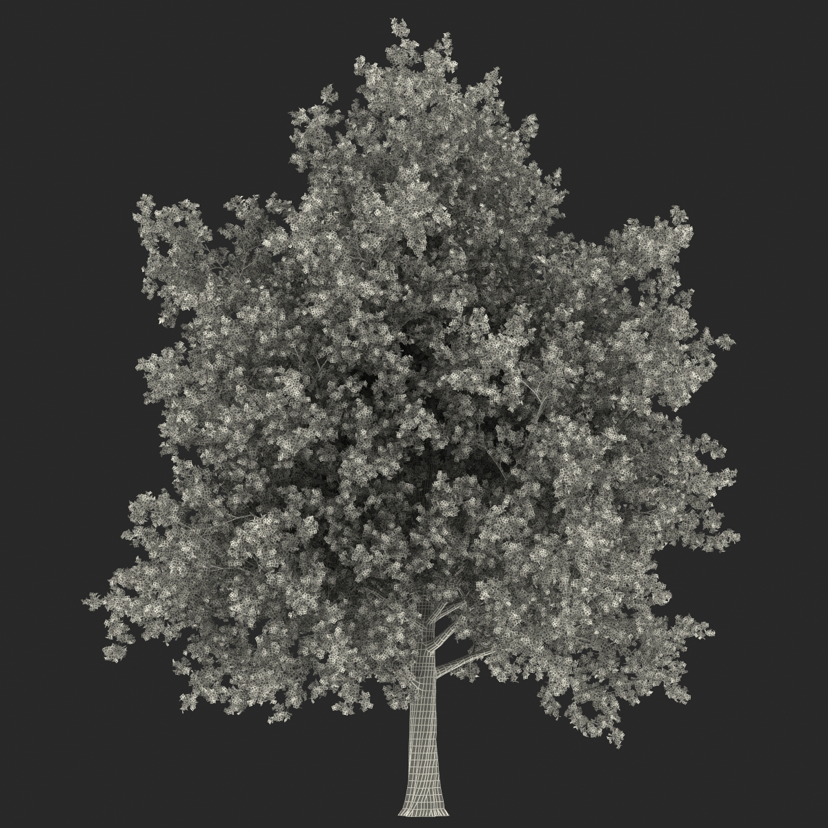 3D Red Maple Tree Summer