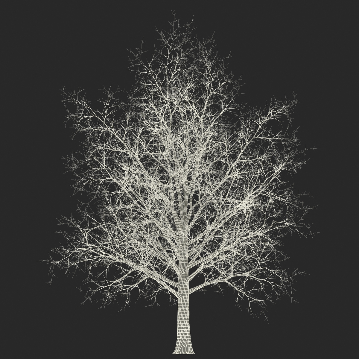 3D Red Maple Tree Winter