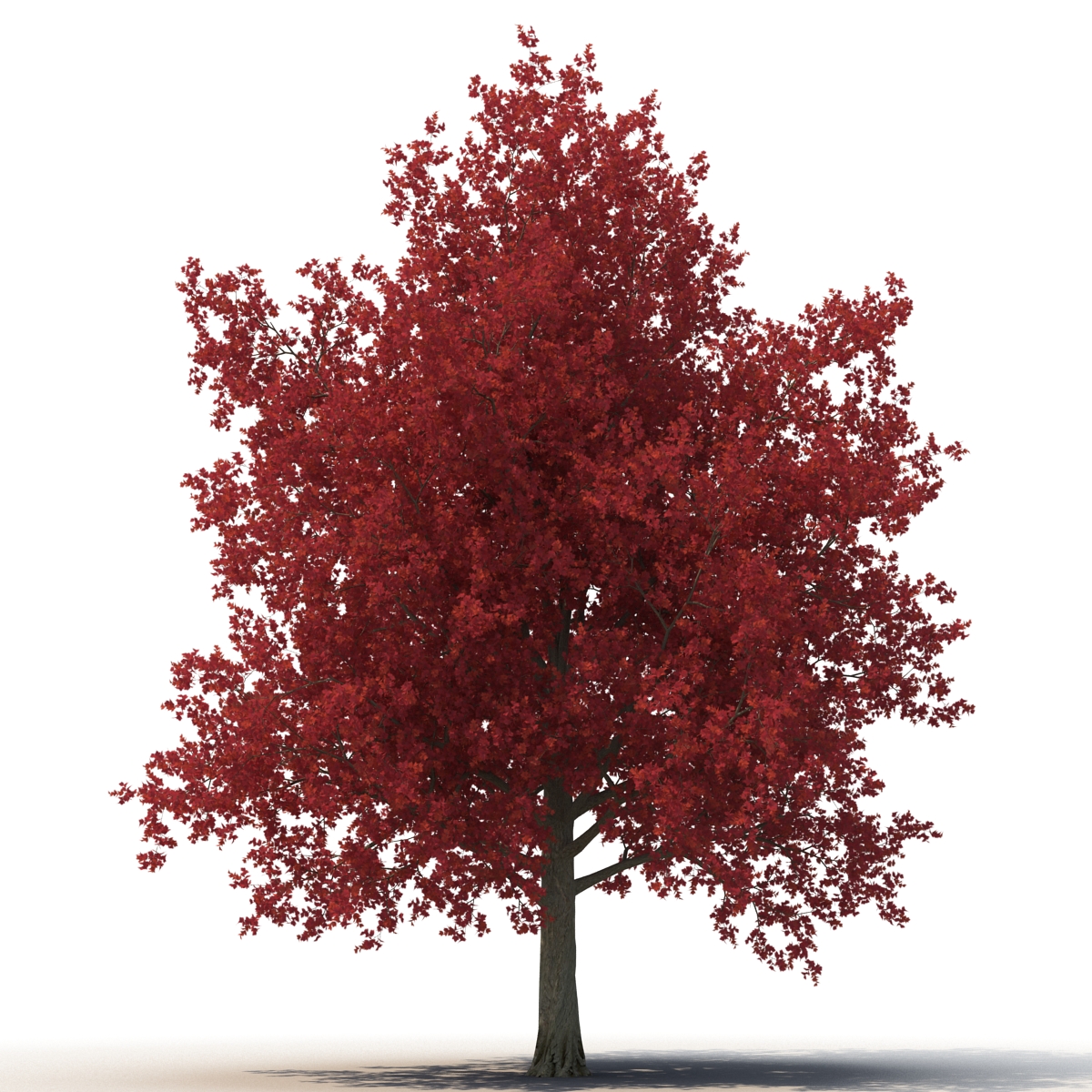 3D Red Maple Tree Autumn