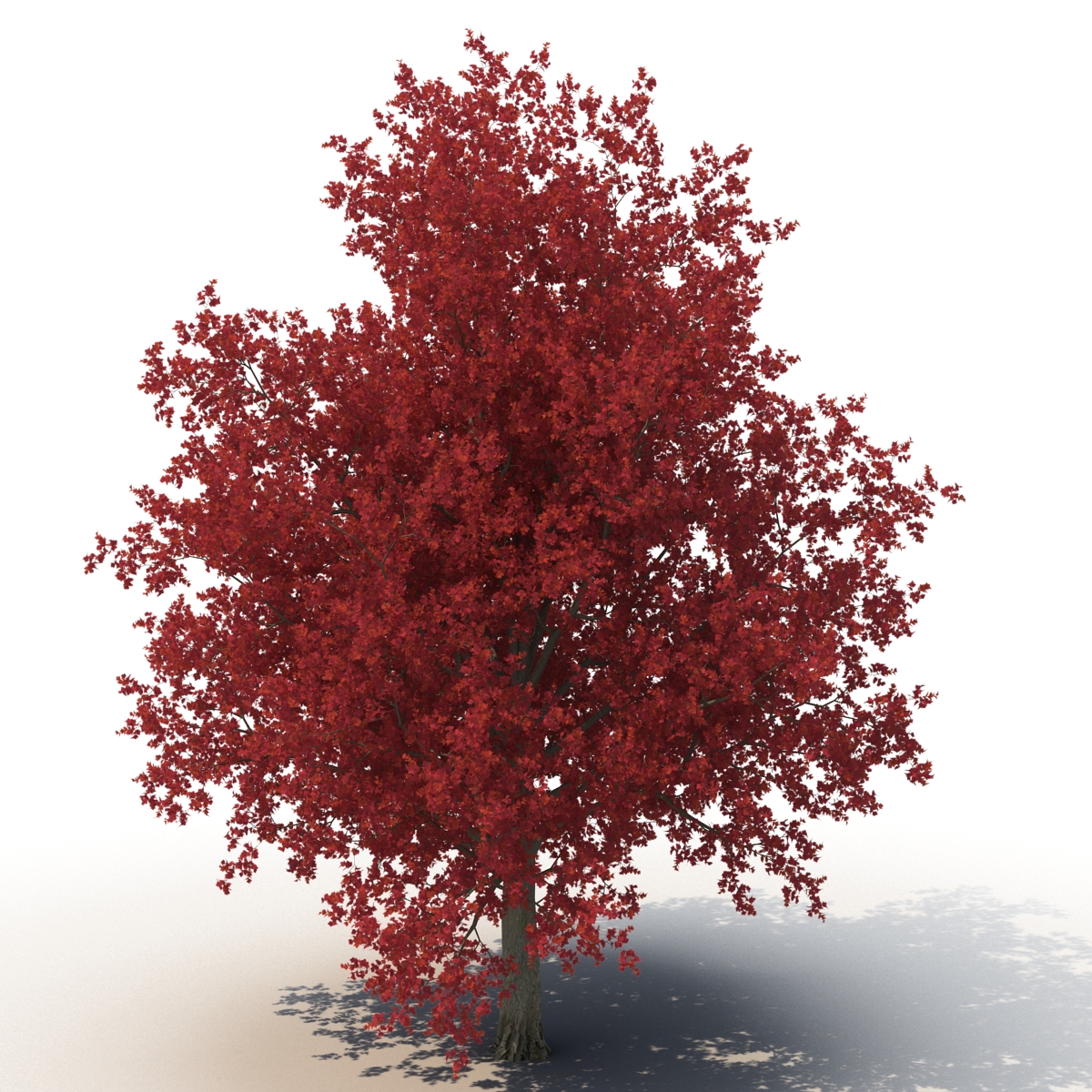 3D Red Maple Tree Autumn