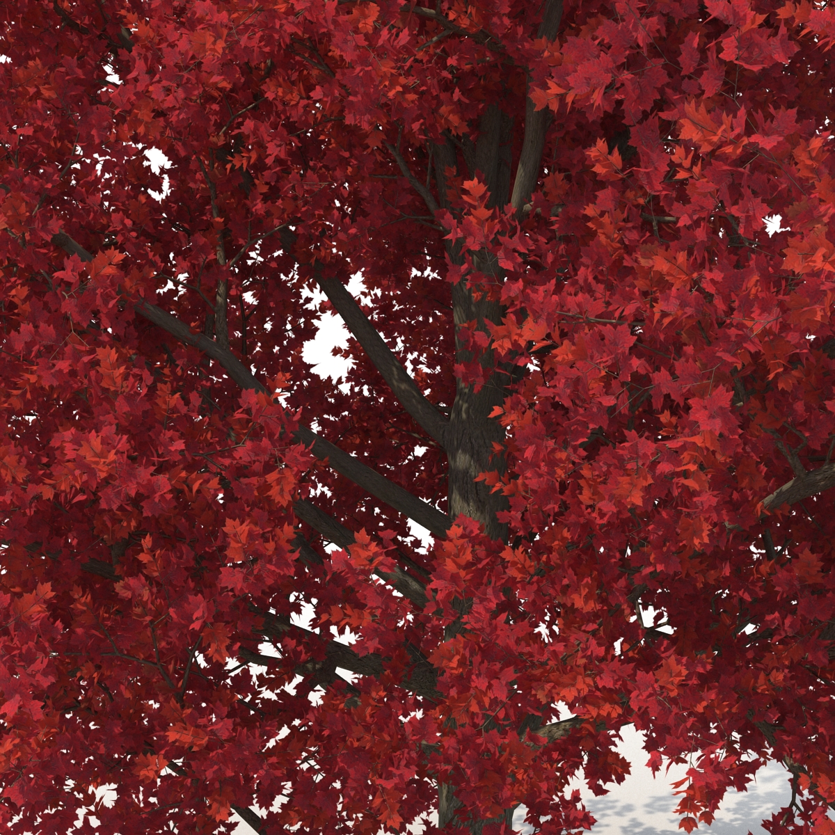 3D Red Maple Tree Autumn