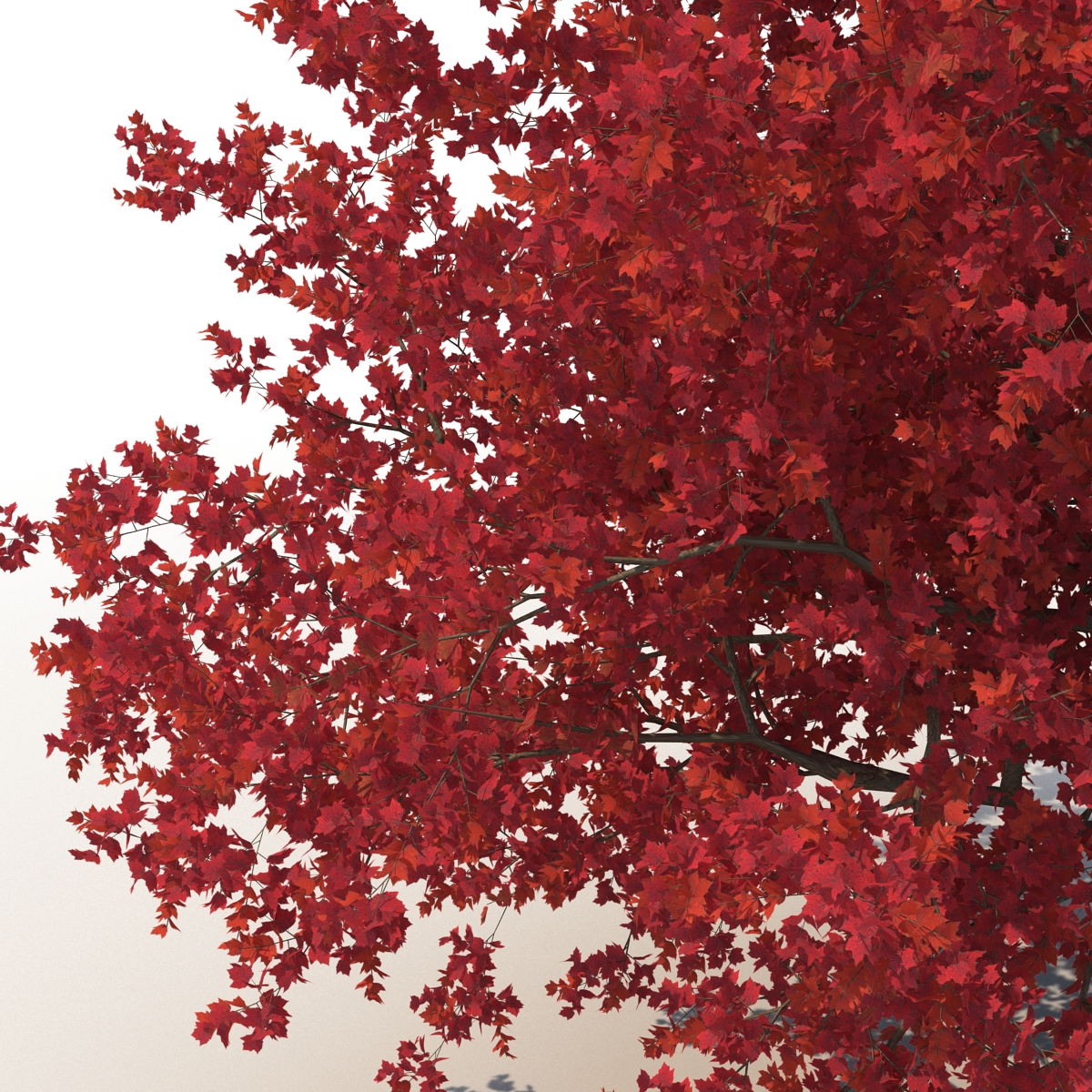 3D Red Maple Tree Autumn