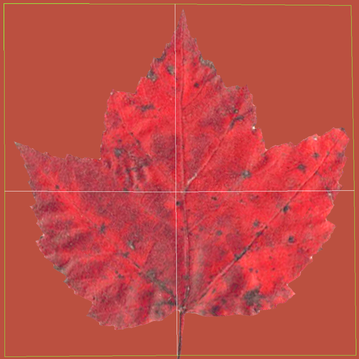 3D Red Maple Tree Autumn