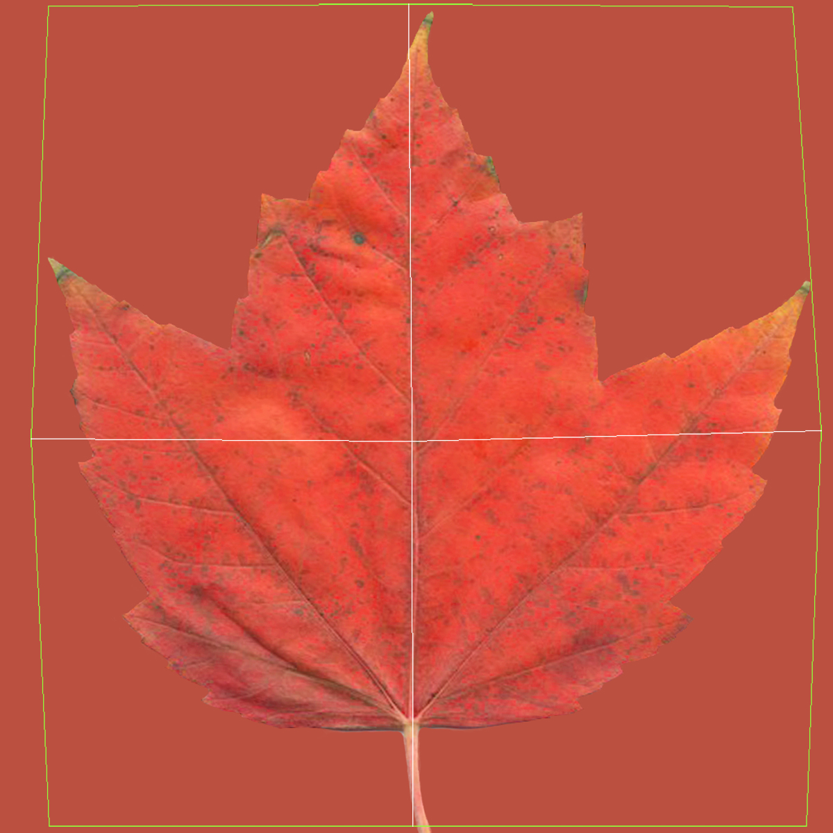 3D Red Maple Tree Autumn