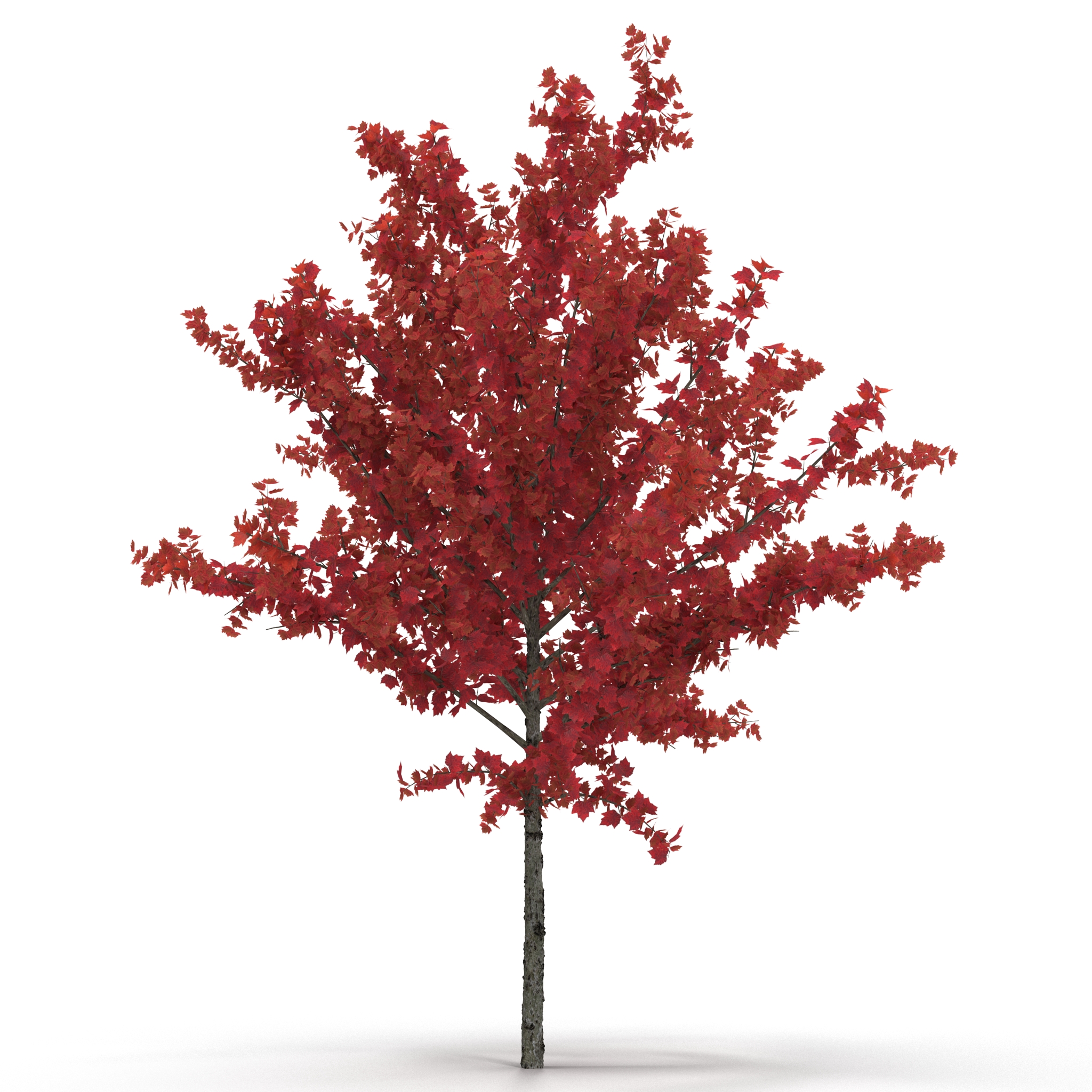 Young Tree Red Maple Autumn 3D