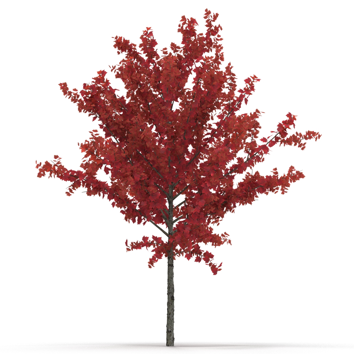 Young Tree Red Maple Autumn 3D