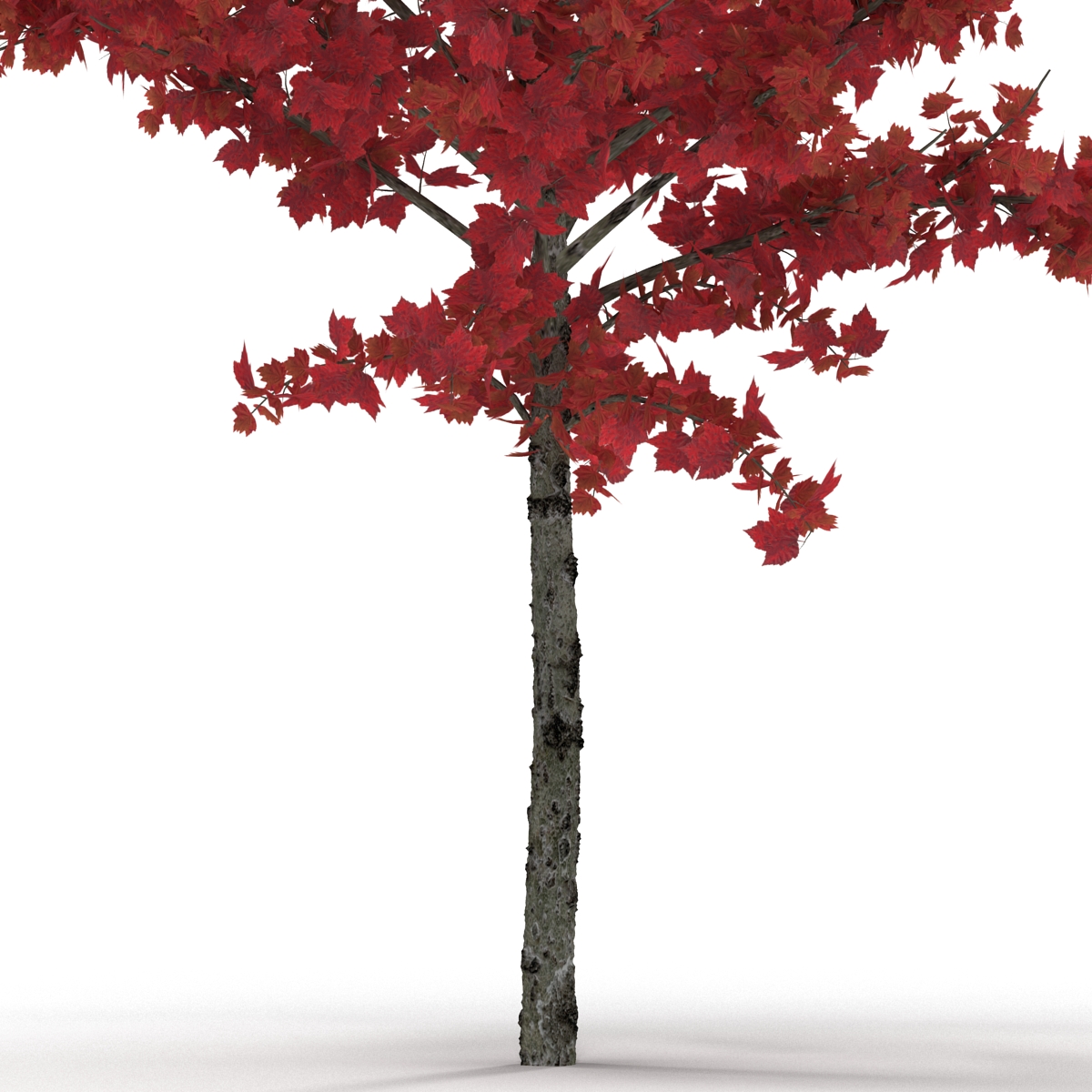 Young Tree Red Maple Autumn 3D