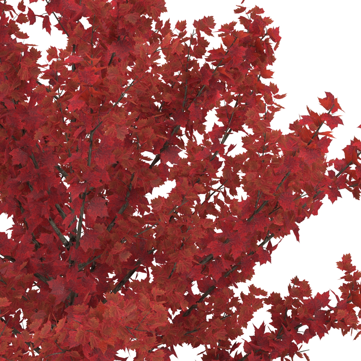 Young Tree Red Maple Autumn 3D