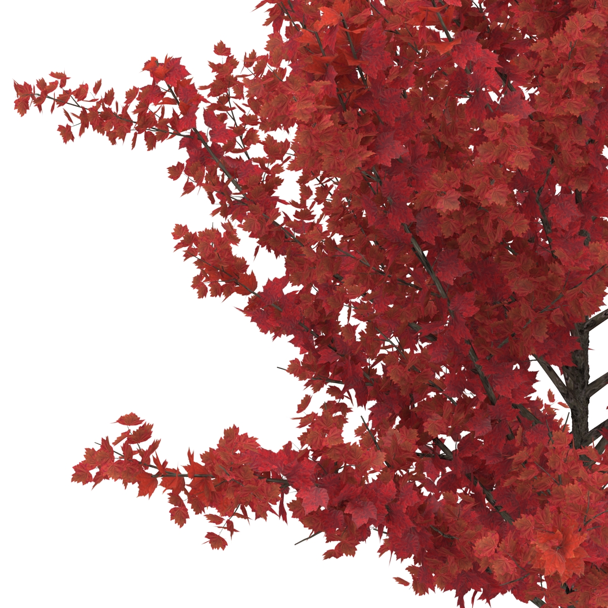 Young Tree Red Maple Autumn 3D