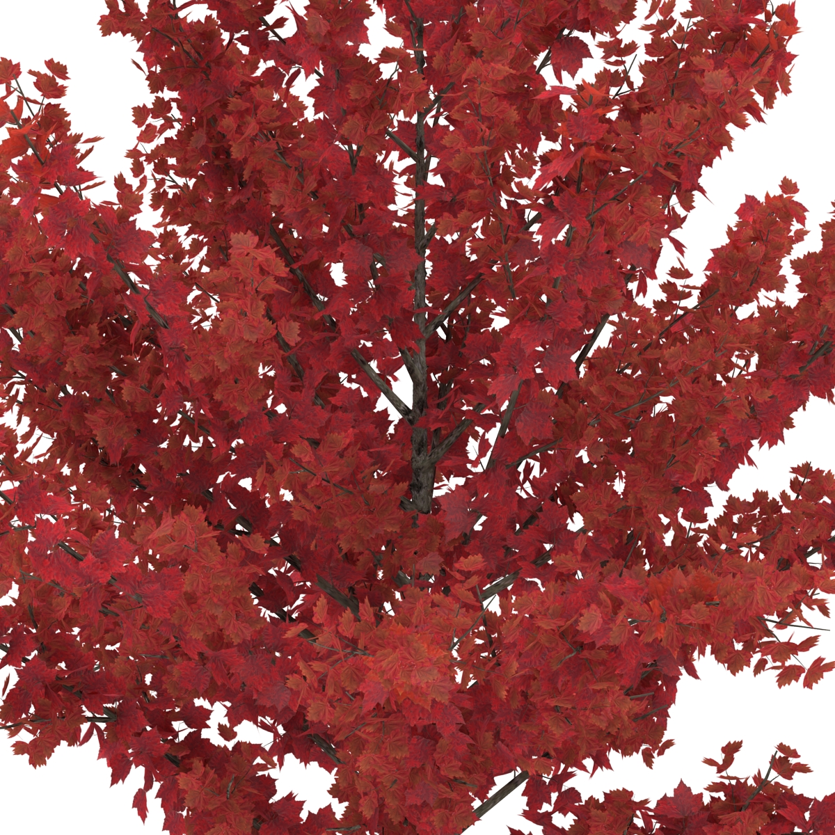 Young Tree Red Maple Autumn 3D