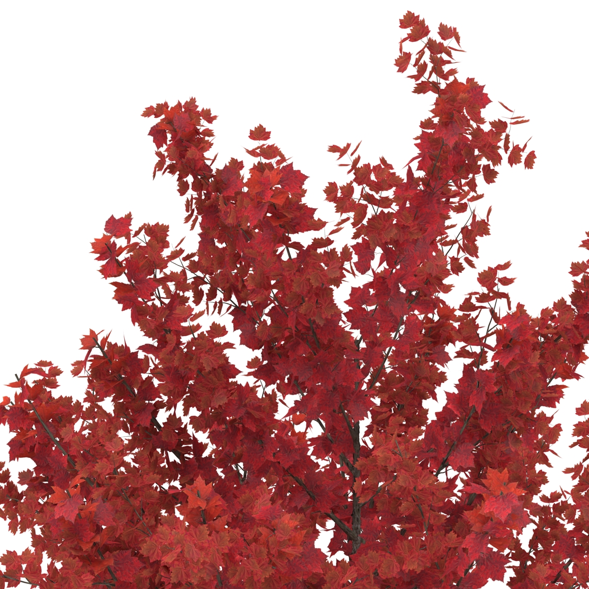 Young Tree Red Maple Autumn 3D