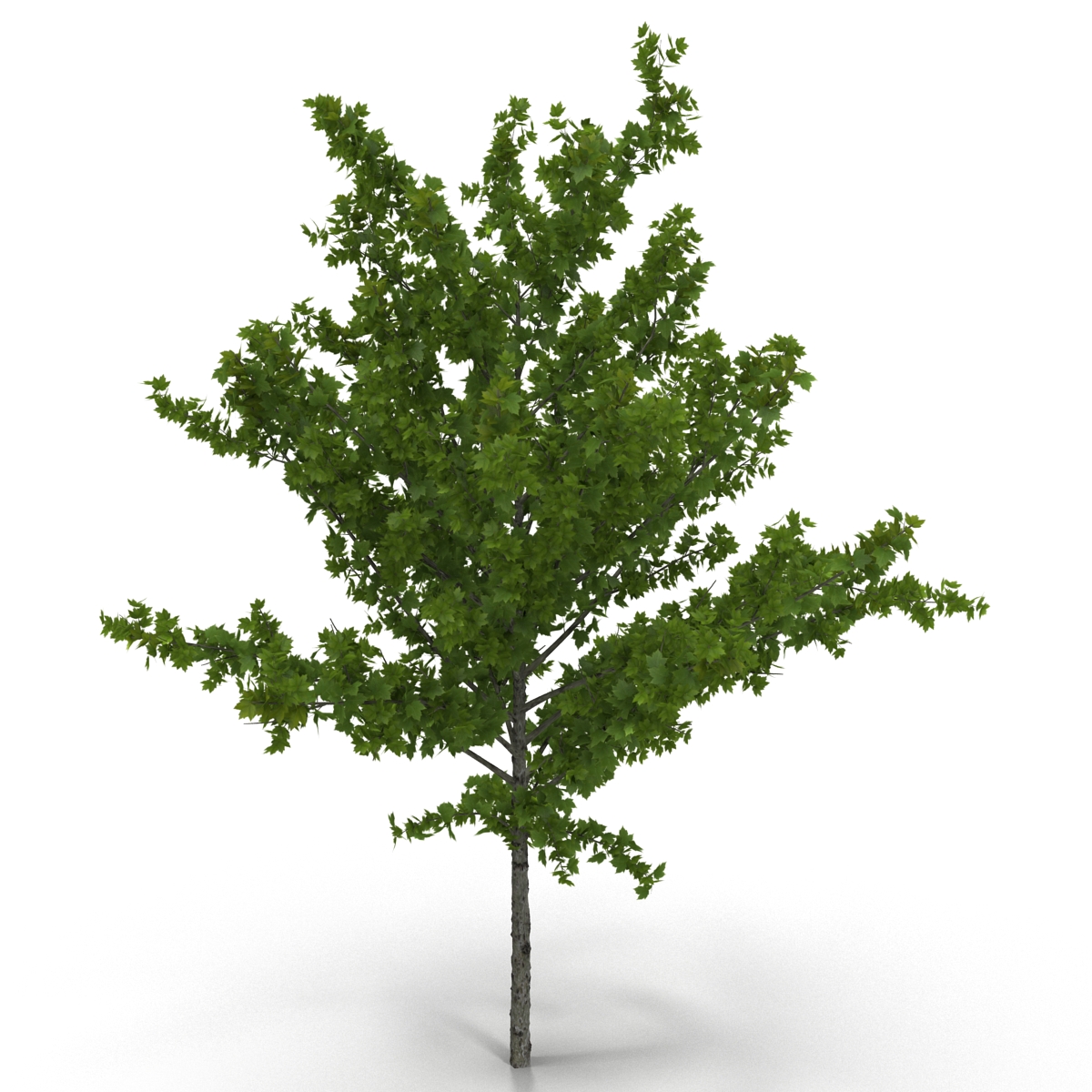 Young Tree Red Maple Summer 3D