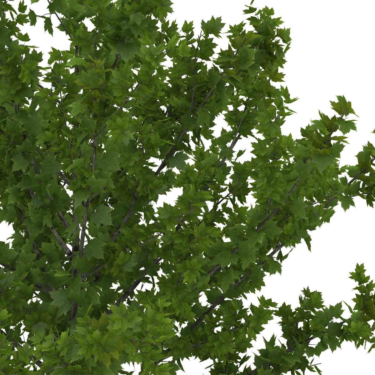 Young Tree Red Maple Summer 3D